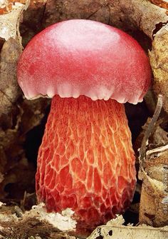 a red and orange mushroom sitting on the ground