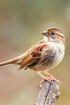 17 Beautiful Birds of Kentucky | White-throated Sparrow Sparrow Art, Vogel Tattoo, Birds Photography Nature, Foto Transfer, Birds Photography, Animal Reference, Bird Wallpaper