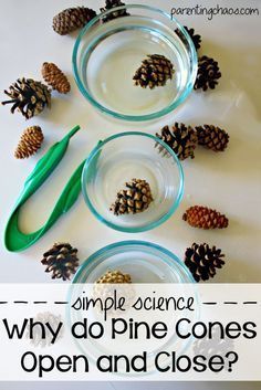 pine cones and spoons with text overlay that says simple science why do pine cones open and close?