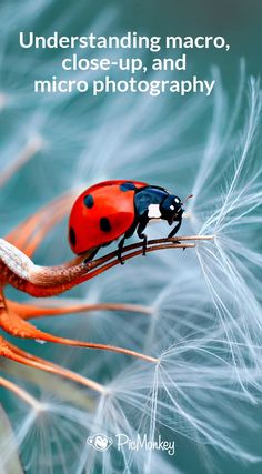 a ladybug sitting on top of a dandelion with the words, understanding macro close - up and micro photography