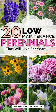 flowers with the words 20 low maintenance perennials that will live for years on them