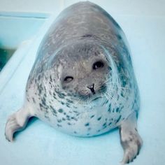 a grey seal sitting on top of a blue surface