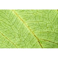 a close up view of a green leaf's veining and textured surface