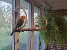 a bird sitting on top of a tree branch in front of a window with plants hanging from it's sides