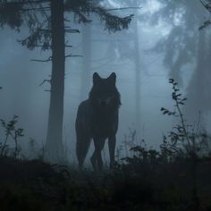 a lone wolf standing in the woods on a foggy day