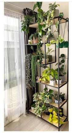 a shelf filled with potted plants next to a window