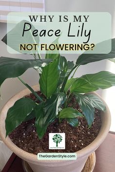 Visit TheGardenStyle.com to learn Why Is Your Peace Lily Not Flowering and How to solve this. Sick Peace Lily, Peace Lily Pot Ideas, Peace Lily Plant Care, Lilly Plants, Peace Lily Flower, Peace Lily Care, Plants 101, Peace Plant, Lily Plant Care