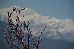 a tree with pink flowers in front of snow capped mountains