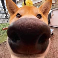 a close up of a dog's nose looking at the camera