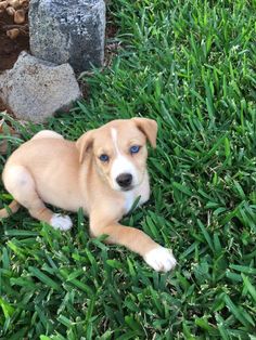 a small brown and white dog laying on top of green grass next to a rock