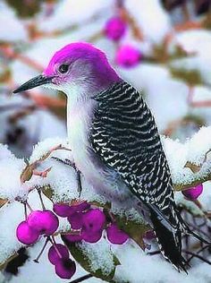 a bird sitting on top of a tree branch covered in snow and purple berry berries