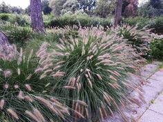 some very pretty plants by the side of the road