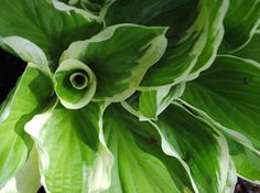 a green plant with large leaves on it