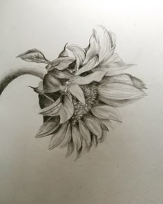 Sunflower Pencil Drawing, Sunflower Illustration, Sunflower Drawing, Sunflower Tattoos, Flower Drawings, Flower Sketches, Sunflower Tattoo, Sunflower Art