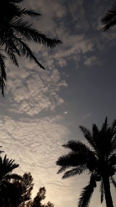 palm trees are silhouetted against the evening sky