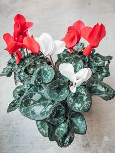 red and white flowers are in a pot on the cement floor next to green leaves