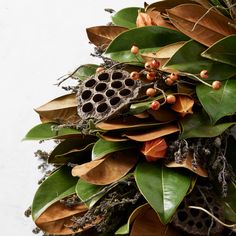 a bunch of green leaves and some sort of bug house on top of each other