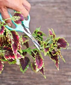 a person cutting flowers with scissors on a wooden table