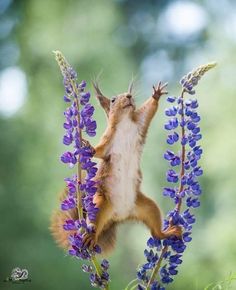 a squirrel is standing on its hind legs and reaching up to grab the purple flowers