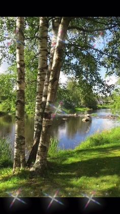 a river running through a lush green forest filled with lots of grass and tall trees