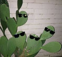 two green cactus wearing sunglasses with the caption says, they can i have it?