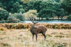 a deer standing in the middle of a field