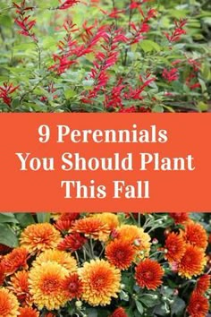 orange and yellow flowers with text that reads 9 perennials you should plant this fall