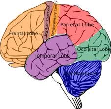 an image of the human brain labeled in different colors