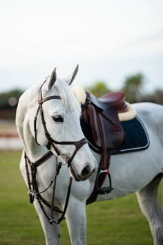 a white horse standing on top of a lush green field