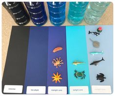 there are different types of sea animals on the table