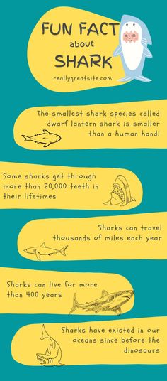 an info sheet describing the different types of shark fins and their names in english or spanish