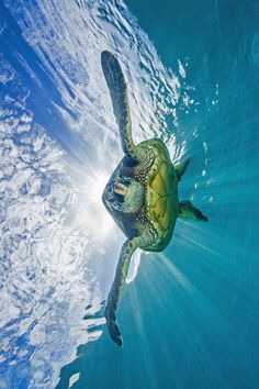 a green turtle swimming in the ocean