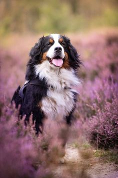 a dog that is standing in the grass