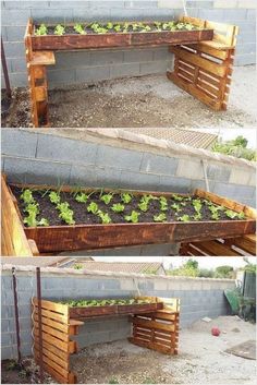 an outdoor vegetable garden with wooden pallets and plants growing in the ground, including lettuce