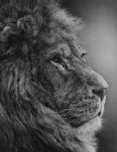 a black and white photo of a lion's face with its eyes closed in front of the camera