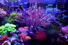 an aquarium filled with lots of colorful corals