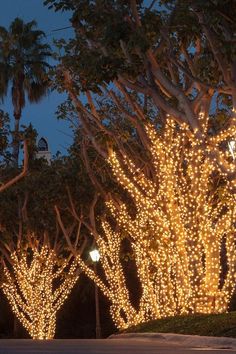 lighted trees are lined up along the street