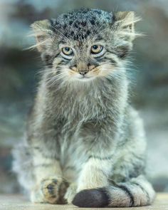 a small gray kitten sitting on top of a wooden floor next to a wall and looking at the camera