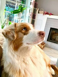 a brown and white dog sitting on top of a couch next to a fire place