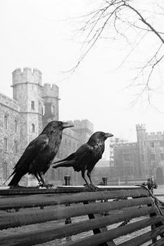 two black birds sitting on top of a wooden bench