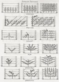 several different types of plants and their names