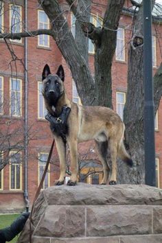 a german shepard dog standing on top of a stone wall in front of a brick building