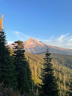 the mountains are covered with trees and tall pine trees in the foreground is a clear blue sky