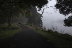 Dark Green Forest, Poison Tree, Dark Naturalism, Forest Aesthetic, Dark Nature, Dark Paradise, Misty Forest, Green Forest