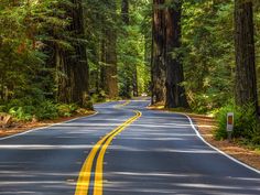 an empty road surrounded by tall trees in the woods