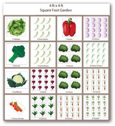 the four types of vegetables are shown in this diagram, and each has their own name