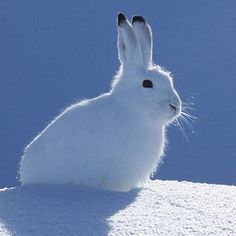 a white rabbit sitting in the snow with its head turned to look like it is looking at something