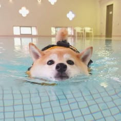 a dog is swimming in the pool wearing a life jacket and goggles on it's head