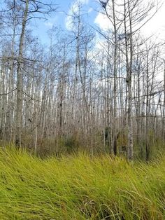 tall grass and trees in the woods