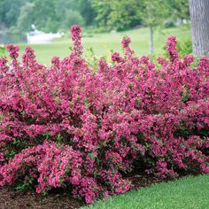 pink flowers are blooming in the grass near some trees and bushes on a golf course